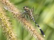 Orthetrum sabina female-3